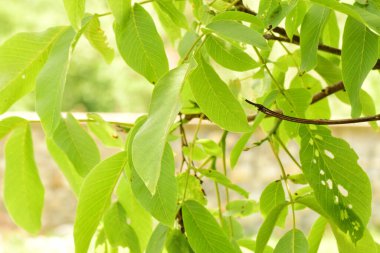 Ceviz ağacı, hem doğal bitki örtüsü hem de ekinler olarak ılıman ve Akdeniz bölgelerinde yaygın bir ağaçtır. Doğu Balkanlar 'dan Himalayalar ve Çin' e kadar yayılır.