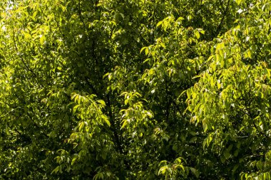 Ceviz ağacı, hem doğal bitki örtüsü hem de ekinler olarak ılıman ve Akdeniz bölgelerinde yaygın bir ağaçtır. Doğu Balkanlar 'dan Himalayalar ve Çin' e kadar yayılır.
