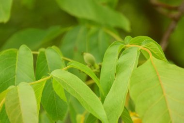 Ceviz ağacı, hem doğal bitki örtüsü hem de ekinler olarak ılıman ve Akdeniz bölgelerinde yaygın bir ağaçtır. Doğu Balkanlar 'dan Himalayalar ve Çin' e kadar yayılır.