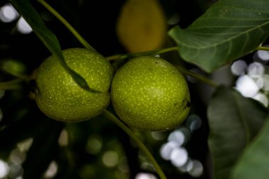 Yeşil Ceviz, hem doğal bitki örtüsü hem de ekinler olarak ılıman ve Akdeniz bölgelerinde yaygın bir ağaçtır. Doğu Balkanlar 'dan Himalayalar ve Çin' e kadar yayılır.