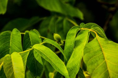 Ceviz ağacı, hem doğal bitki örtüsü hem de ekinler olarak ılıman ve Akdeniz bölgelerinde yaygın bir ağaçtır. Doğu Balkanlar 'dan Himalayalar ve Çin' e kadar yayılır.