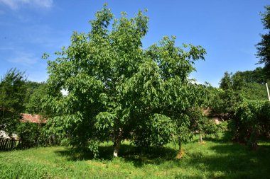Ceviz ağacı, hem doğal bitki örtüsü hem de ekinler olarak ılıman ve Akdeniz bölgelerinde yaygın bir ağaçtır. Doğu Balkanlar 'dan Himalayalar ve Çin' e kadar yayılır.