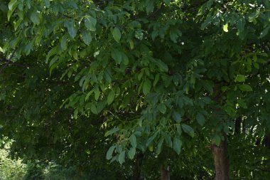Ceviz ağacı, hem doğal bitki örtüsü hem de ekinler olarak ılıman ve Akdeniz bölgelerinde yaygın bir ağaçtır. Doğu Balkanlar 'dan Himalayalar ve Çin' e kadar yayılır.