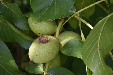 Yeşil Ceviz, hem doğal bitki örtüsü hem de ekinler olarak ılıman ve Akdeniz bölgelerinde yaygın bir ağaçtır. Doğu Balkanlar 'dan Himalayalar ve Çin' e kadar yayılır.