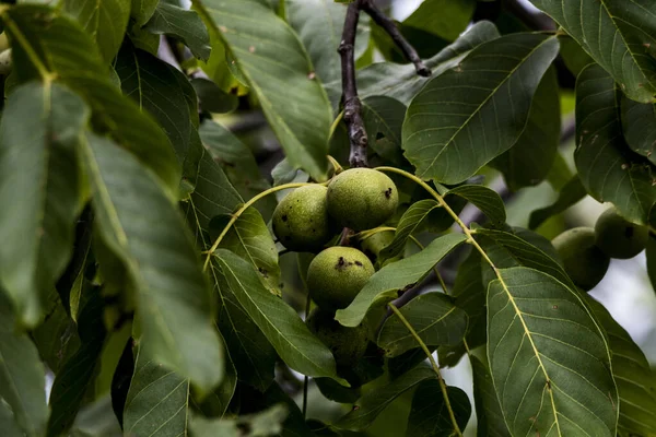 Yeşil Ceviz, hem doğal bitki örtüsü hem de ekinler olarak ılıman ve Akdeniz bölgelerinde yaygın bir ağaçtır. Doğu Balkanlar 'dan Himalayalar ve Çin' e kadar yayılır.