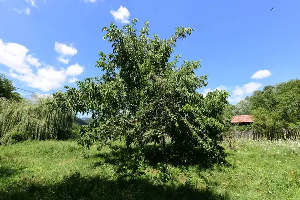 Walnuss Ist Ein Weit Verbreiteter Baum Gemäßigten Und Mediterranen Gebieten — Stockfoto