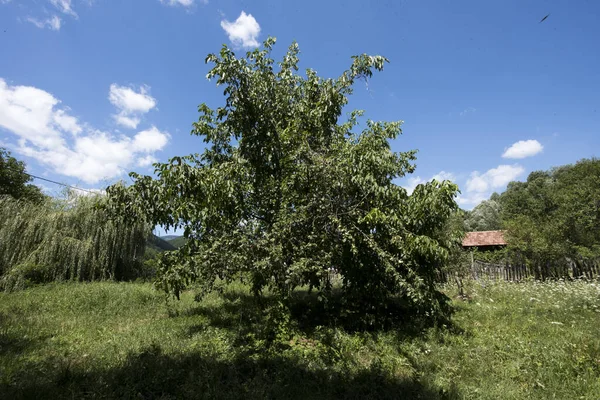 Walnut Widespread Tree Temperate Mediterranean Areas Both Spontaneous Flora Crops — Stockfoto