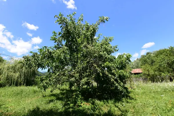 Walnut Widespread Tree Temperate Mediterranean Areas Both Spontaneous Flora Crops — 图库照片