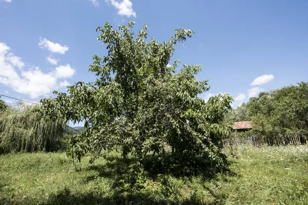 Walnut Widespread Tree Temperate Mediterranean Areas Both Spontaneous Flora Crops — стоковое фото