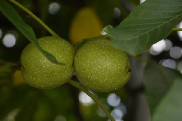 Green Nutswalnut Widespread Tree Temperate Mediterranean Areas Both Spontaneous Flora — Stockfoto