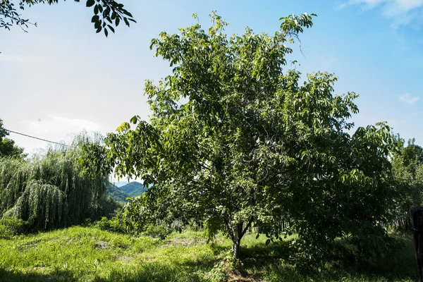 Walnuss Ist Ein Weit Verbreiteter Baum Gemäßigten Und Mediterranen Gebieten — Stockfoto