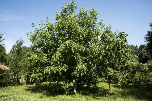 Orzech Włoski Jest Szeroko Rozpowszechnionym Drzewem Obszarach Umiarkowanych Śródziemnomorskich Zarówno — Zdjęcie stockowe