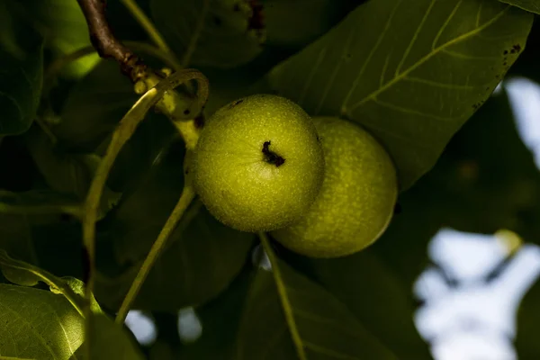 Green Nutswalnut Widespread Tree Temperate Mediterranean Areas Both Spontaneous Flora — стоковое фото