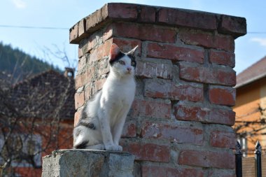 Kedi, yumuşak kürklü, kısa burunlu ve geri çekilebilir pençeli evcil bir memeli. Evcil hayvan olarak ya da fare yakalamak için kullanılır ve birçok tür geliştirilmiştir..