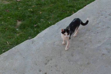 Kedi, yumuşak kürklü, kısa burunlu ve geri çekilebilir pençeli evcil bir memeli. Evcil hayvan olarak ya da fare yakalamak için kullanılır ve birçok tür geliştirilmiştir..