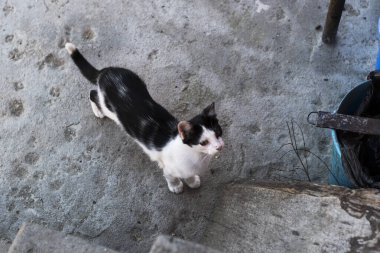 Kedi, yumuşak kürklü, kısa burunlu ve geri çekilebilir pençeli evcil bir memeli. Evcil hayvan olarak ya da fare yakalamak için kullanılır ve birçok tür geliştirilmiştir..