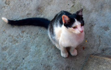 Kedi, yumuşak kürklü, kısa burunlu ve geri çekilebilir pençeli evcil bir memeli. Evcil hayvan olarak ya da fare yakalamak için kullanılır ve birçok tür geliştirilmiştir..