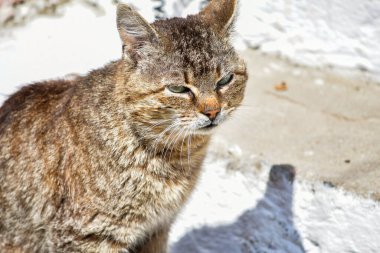 Kedi, yumuşak kürklü, kısa burunlu ve geri çekilebilir pençeli evcil bir memeli. Evcil hayvan olarak ya da fare yakalamak için kullanılır ve birçok tür geliştirilmiştir..