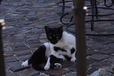 Kedi, yumuşak kürklü, kısa burunlu ve geri çekilebilir pençeli evcil bir memeli. Evcil hayvan olarak ya da fare yakalamak için kullanılır ve birçok tür geliştirilmiştir..