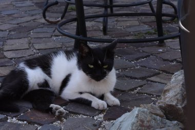 Kedi, yumuşak kürklü, kısa burunlu ve geri çekilebilir pençeli evcil bir memeli. Evcil hayvan olarak ya da fare yakalamak için kullanılır ve birçok tür geliştirilmiştir..