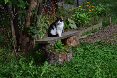 Kedi, yumuşak kürklü, kısa burunlu ve geri çekilebilir pençeli evcil bir memeli. Evcil hayvan olarak ya da fare yakalamak için kullanılır ve birçok tür geliştirilmiştir..