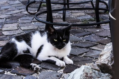 Kedi, yumuşak kürklü, kısa burunlu ve geri çekilebilir pençeli evcil bir memeli. Evcil hayvan olarak ya da fare yakalamak için kullanılır ve birçok tür geliştirilmiştir..