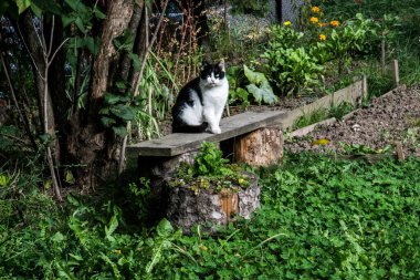 Kedi, yumuşak kürklü, kısa burunlu ve geri çekilebilir pençeli evcil bir memeli. Evcil hayvan olarak ya da fare yakalamak için kullanılır ve birçok tür geliştirilmiştir..