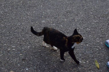 Kedi, yumuşak kürklü, kısa burunlu ve geri çekilebilir pençeli evcil bir memeli. Evcil hayvan olarak ya da fare yakalamak için kullanılır ve birçok tür geliştirilmiştir..