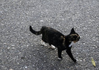 Kedi, yumuşak kürklü, kısa burunlu ve geri çekilebilir pençeli evcil bir memeli. Evcil hayvan olarak ya da fare yakalamak için kullanılır ve birçok tür geliştirilmiştir..