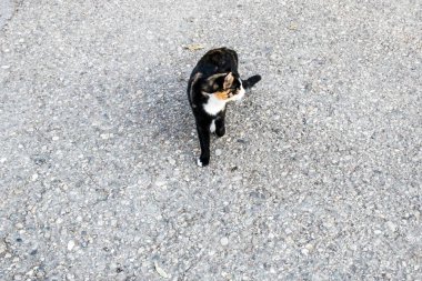 Kedi, yumuşak kürklü, kısa burunlu ve geri çekilebilir pençeli evcil bir memeli. Evcil hayvan olarak ya da fare yakalamak için kullanılır ve birçok tür geliştirilmiştir..