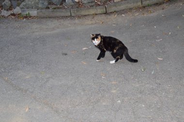 Kedi, yumuşak kürklü, kısa burunlu ve geri çekilebilir pençeli evcil bir memeli. Evcil hayvan olarak ya da fare yakalamak için kullanılır ve birçok tür geliştirilmiştir..