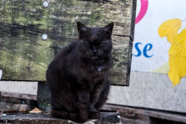 Kedi, yumuşak kürklü, kısa burunlu ve geri çekilebilir pençeli evcil bir memeli. Evcil hayvan olarak ya da fare yakalamak için kullanılır ve birçok tür geliştirilmiştir..