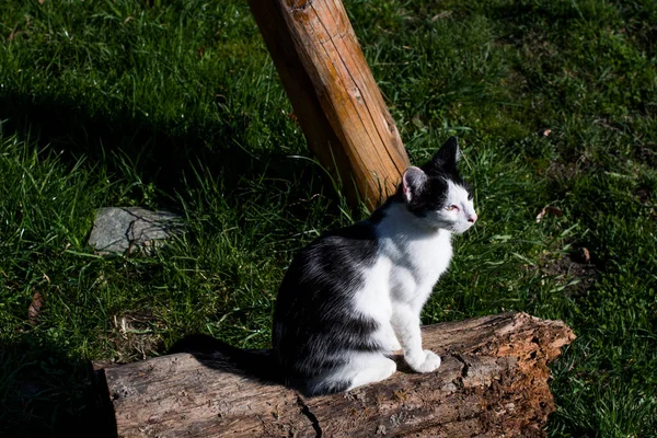 Gato Pequeño Mamífero Carnívoro Domesticado Con Piel Suave Hocico Corto — Foto de Stock