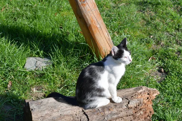 Gato Pequeño Mamífero Carnívoro Domesticado Con Piel Suave Hocico Corto — Foto de Stock