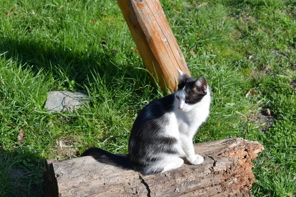 Gato Pequeño Mamífero Carnívoro Domesticado Con Piel Suave Hocico Corto — Foto de Stock