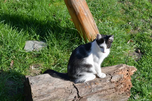 Macska Egy Kis Háziasított Húsevő Emlős Puha Szőrrel Rövid Orral — Stock Fotó