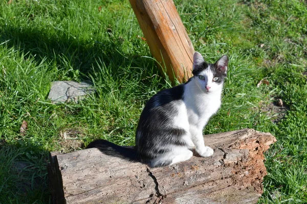 Gato Pequeño Mamífero Carnívoro Domesticado Con Piel Suave Hocico Corto — Foto de Stock