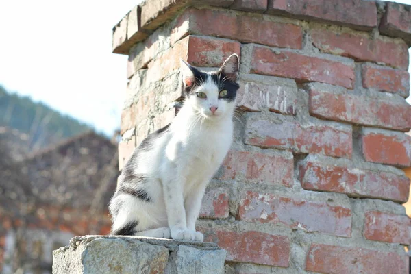 Macska Egy Kis Háziasított Húsevő Emlős Puha Szőrrel Rövid Orral — Stock Fotó
