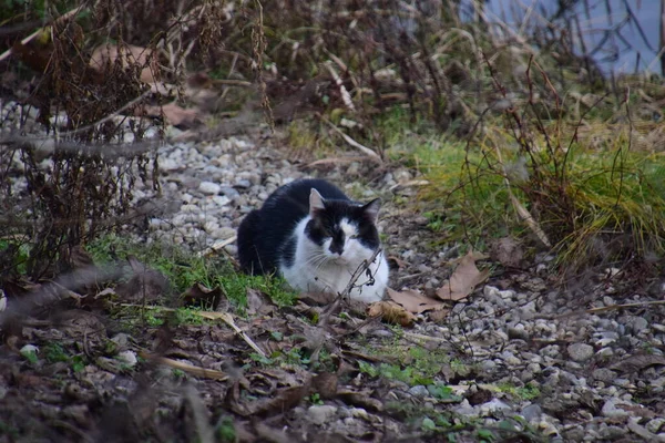 柔らかい毛皮を持つ小さな家畜化された肉食哺乳動物 短い鼻 そして引き込み可能な爪 ペットとして またはマウスを捕まえるために広く保管されており 多くの品種が開発されています — ストック写真