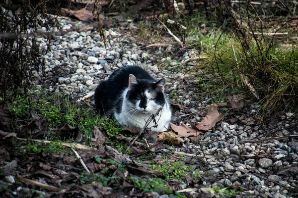 Katten Ett Litet Tama Köttätande Däggdjur Med Mjuk Päls Kort — Stockfoto