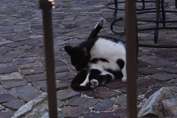 Gato Pequeno Mamífero Carnívoro Domesticado Com Pêlo Macio Focinho Curto — Fotografia de Stock