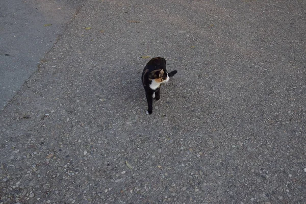 Gato Pequeño Mamífero Carnívoro Domesticado Con Piel Suave Hocico Corto — Foto de Stock