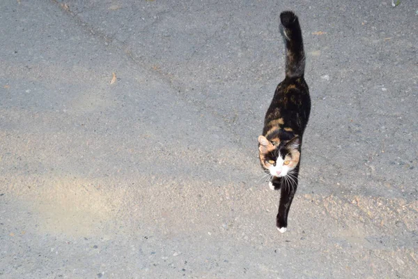 Macska Egy Kis Háziasított Húsevő Emlős Puha Szőrrel Rövid Orral — Stock Fotó