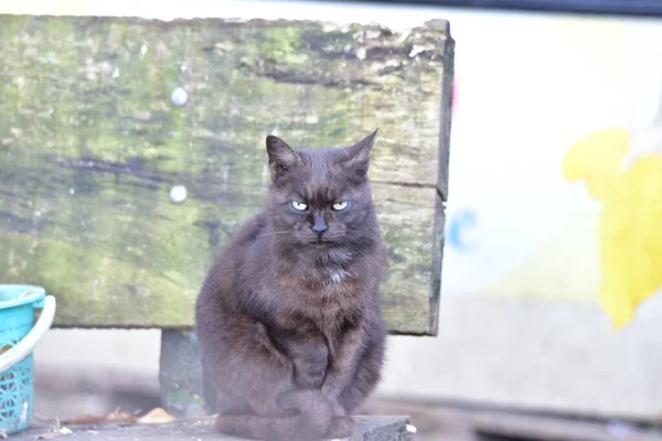 Die Katze Ein Kleines Domestiziertes Fleischfressendes Säugetier Mit Weichem Fell — Stockfoto