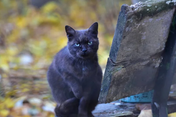 Кіт Маленький Одомашнений Хижий Ссавець Яким Хутром Короткою Мордою Висувними — стокове фото