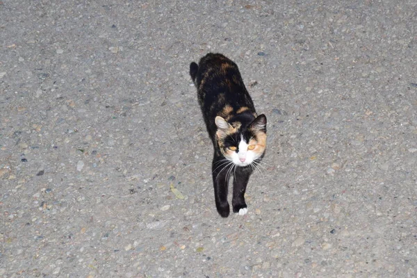 Chat Petit Mammifère Carnivore Domestiqué Avec Une Fourrure Douce Museau Images De Stock Libres De Droits