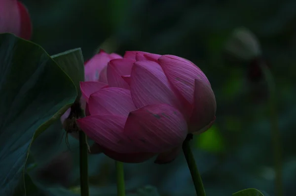 Die Thermalwasserlilie Aus Dem Felix Bad Hat Rosa Blüten Und — Stockfoto