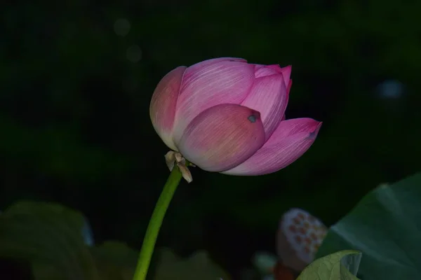 Det Termiska Vattnet Lilja Från Felix Baths Har Rosa Blommor — Stockfoto