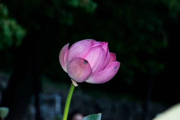 Термальная Водяная Лилия Ванн Феликса Имеет Розовые Цветы Является Уникальным — стоковое фото