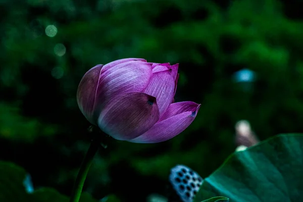 Die Thermalwasserlilie Aus Dem Felix Bad Hat Rosa Blüten Und — Stockfoto